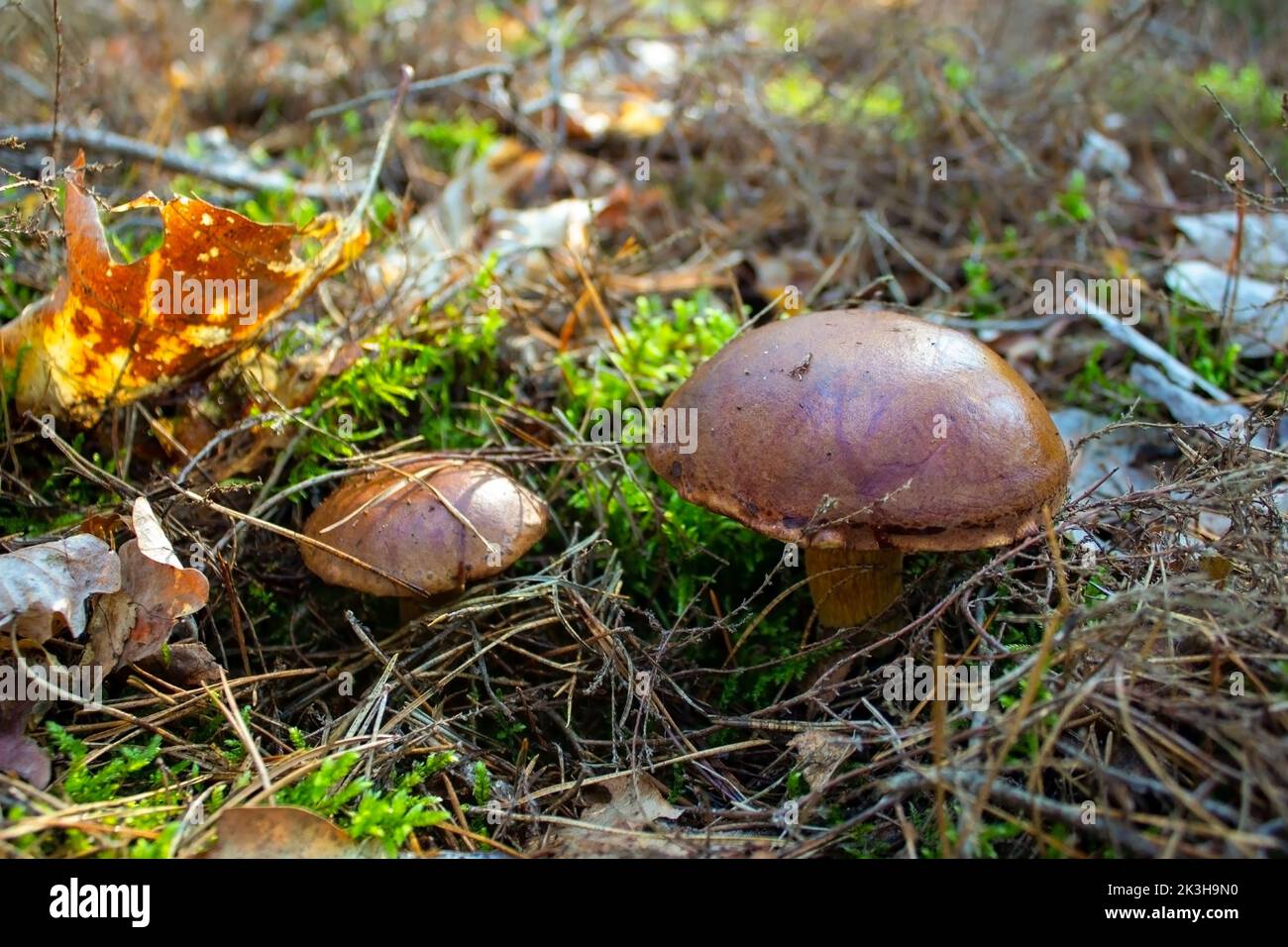 Pilzsaison im Wald. Zwei Boletus wuchsen im Gras. Herbstsaison zum Pilze sammeln. Gesunde vegetarische Nahrung, die in der Natur wächst. Stockfoto