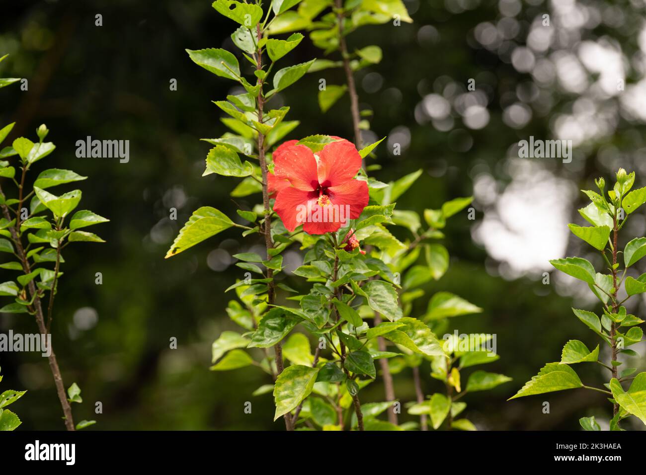 Schöne einone rote Hibiskusblüte in schönem Licht im Garten in Mangalore, Indien. Stockfoto