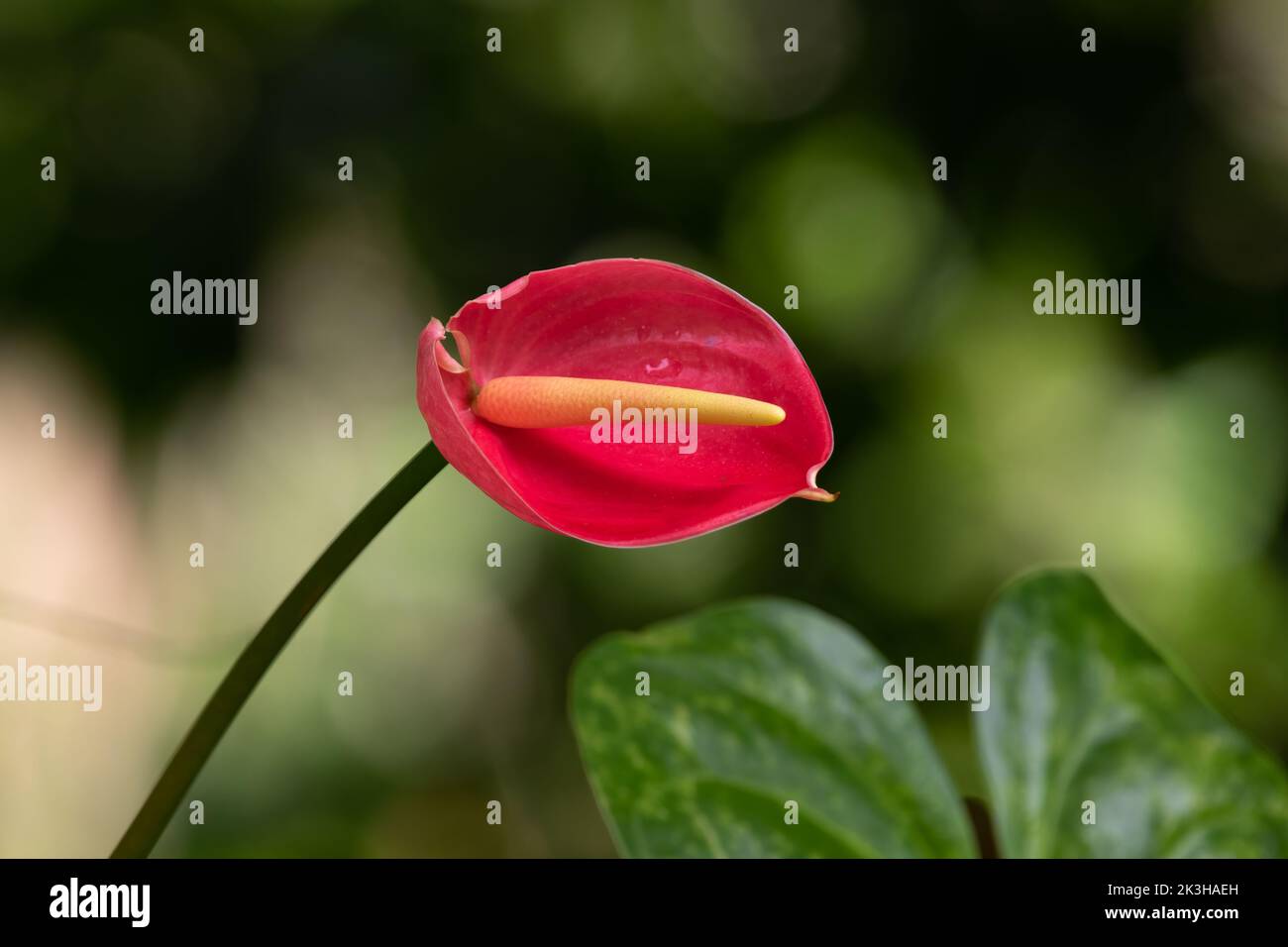 Nahaufnahme einer einzelnen roten Anthuriumblume im Garten. Auch Tailflower oder Flamingo Blume und Laceleaf genannt. Stockfoto