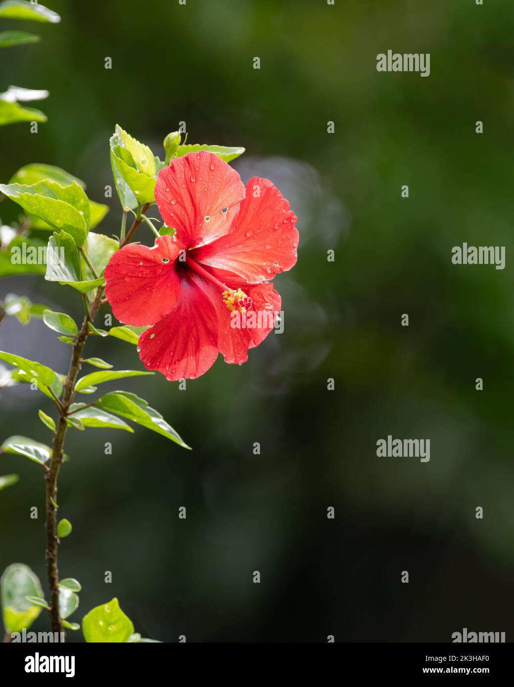 Einblühende rote Hibiskusblüte im Garten, die nach einem Regenguss im natürlichen Sonnenlicht glitzert. Auch kennen Sie chinesischen Hibiskus oder Chinarose oder Hawaiianischen Hibiskus Stockfoto