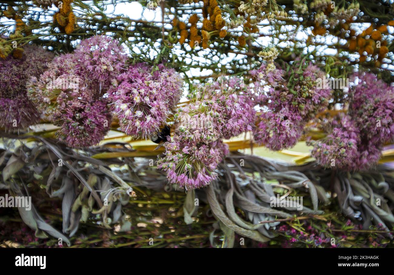 Hintergrund von getrockneten Kräutern und Blumen. Stockfoto