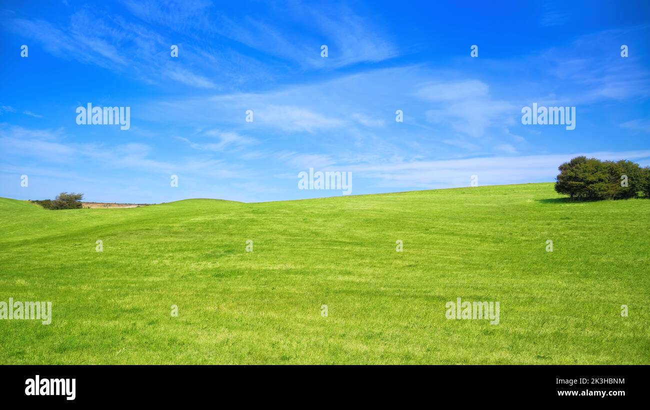 Grüne Wiese mit blauem Himmel Stockfoto