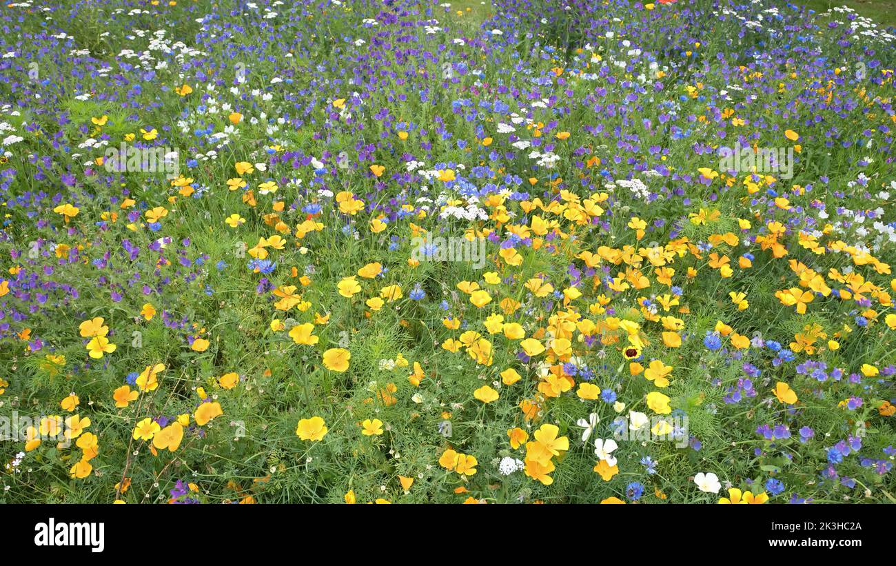 Sommerwiese mit bunten Blumen Stockfoto