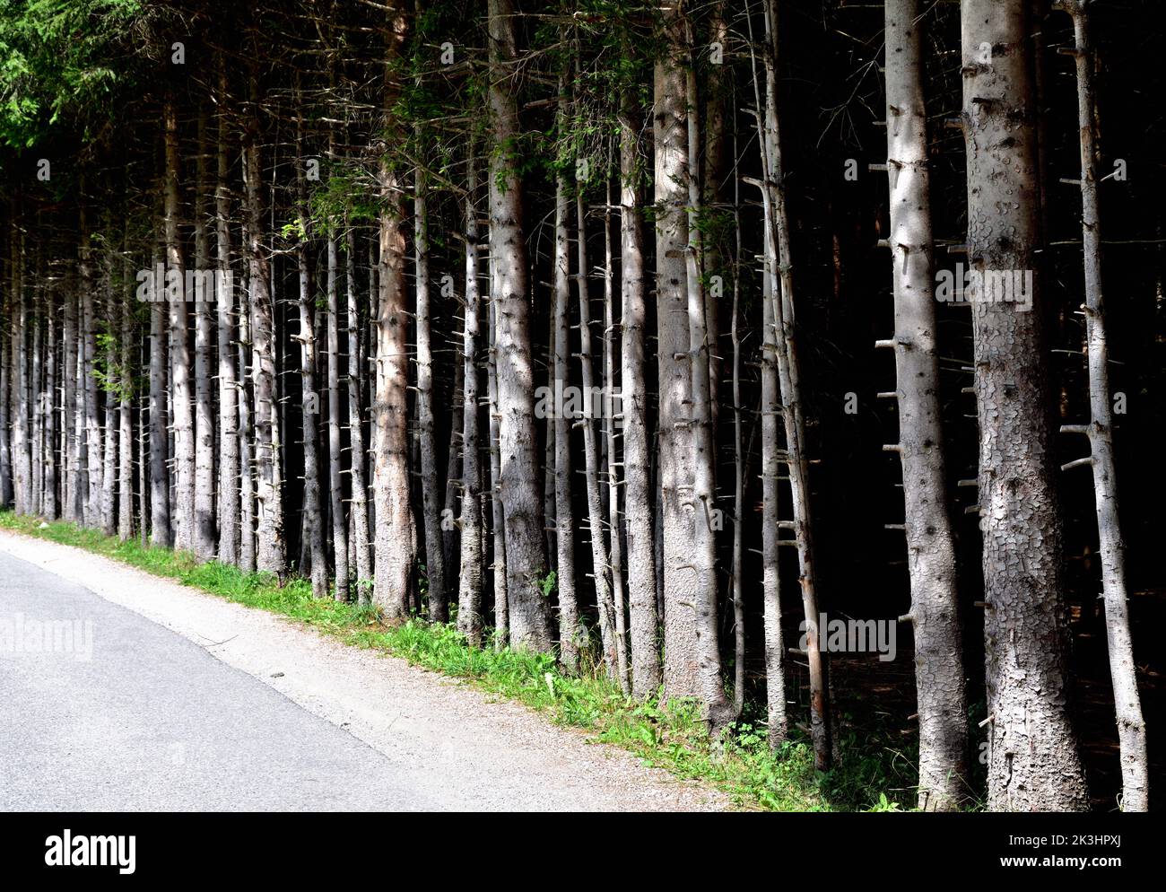 Eine Mauer aus Bäumen verläuft entlang der Straße, so dass es fast unmöglich ist, in das Unterholz zu gelangen Stockfoto