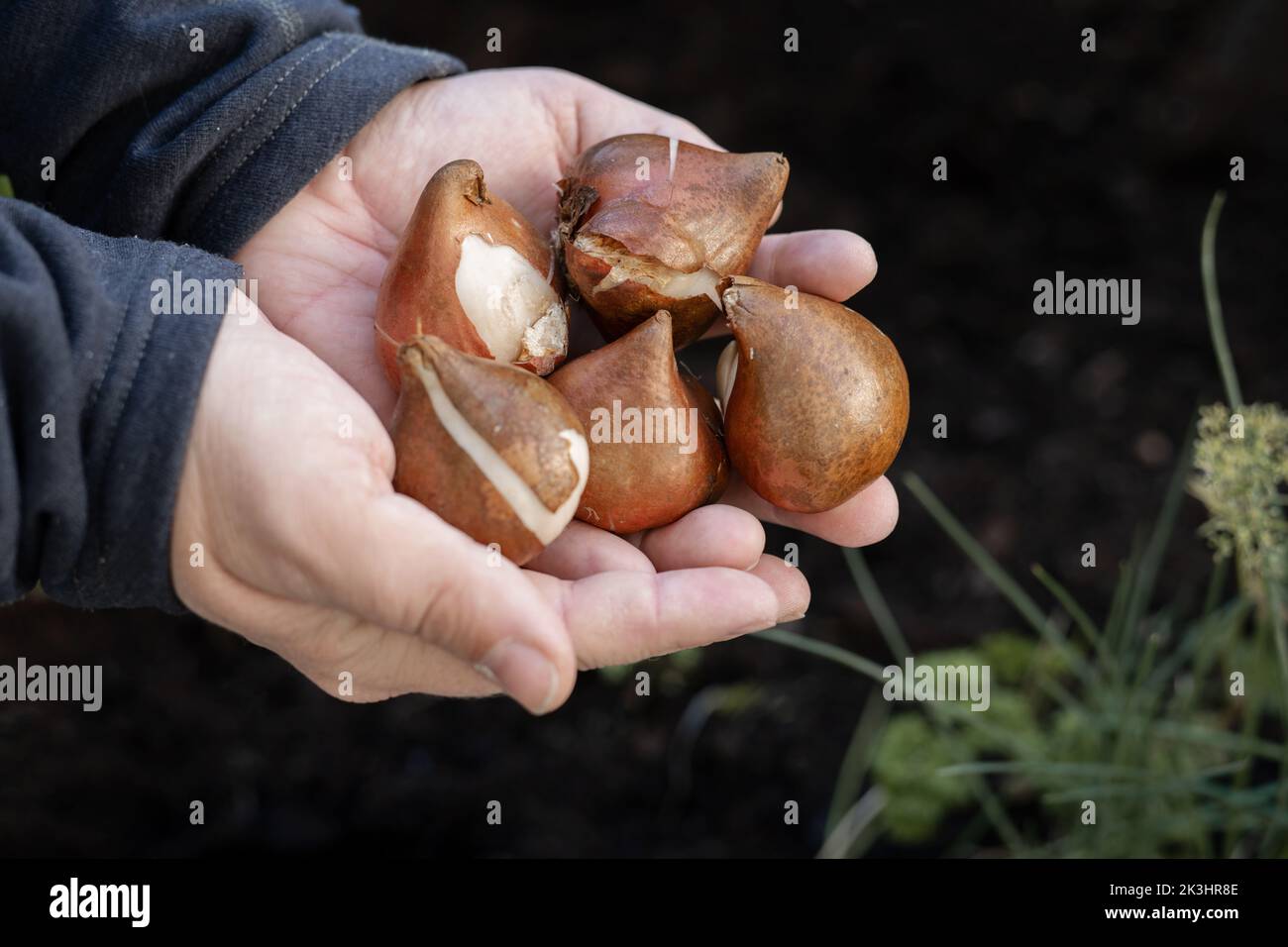 Hände halten im Garten fünf Tulpenbirnen. Nahaufnahme zum Konzept der Anpflanzung von Frühlingsblumen und Tulpen. Stockfoto