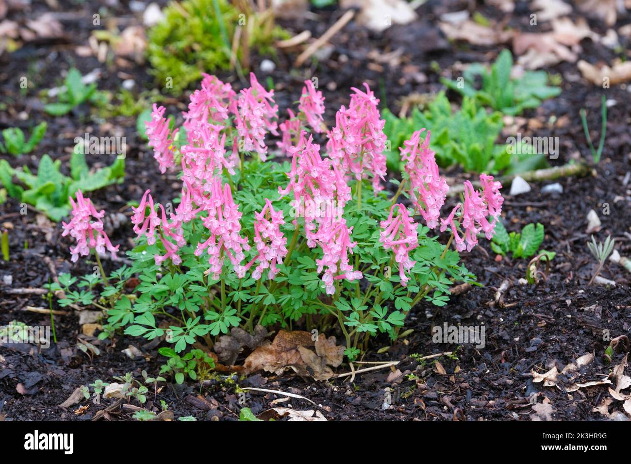 Corydalis solida 'Purple Bird', Fumewort, Vogel im Busch. Röhrenförmige lila Blüten im Frühling Stockfoto