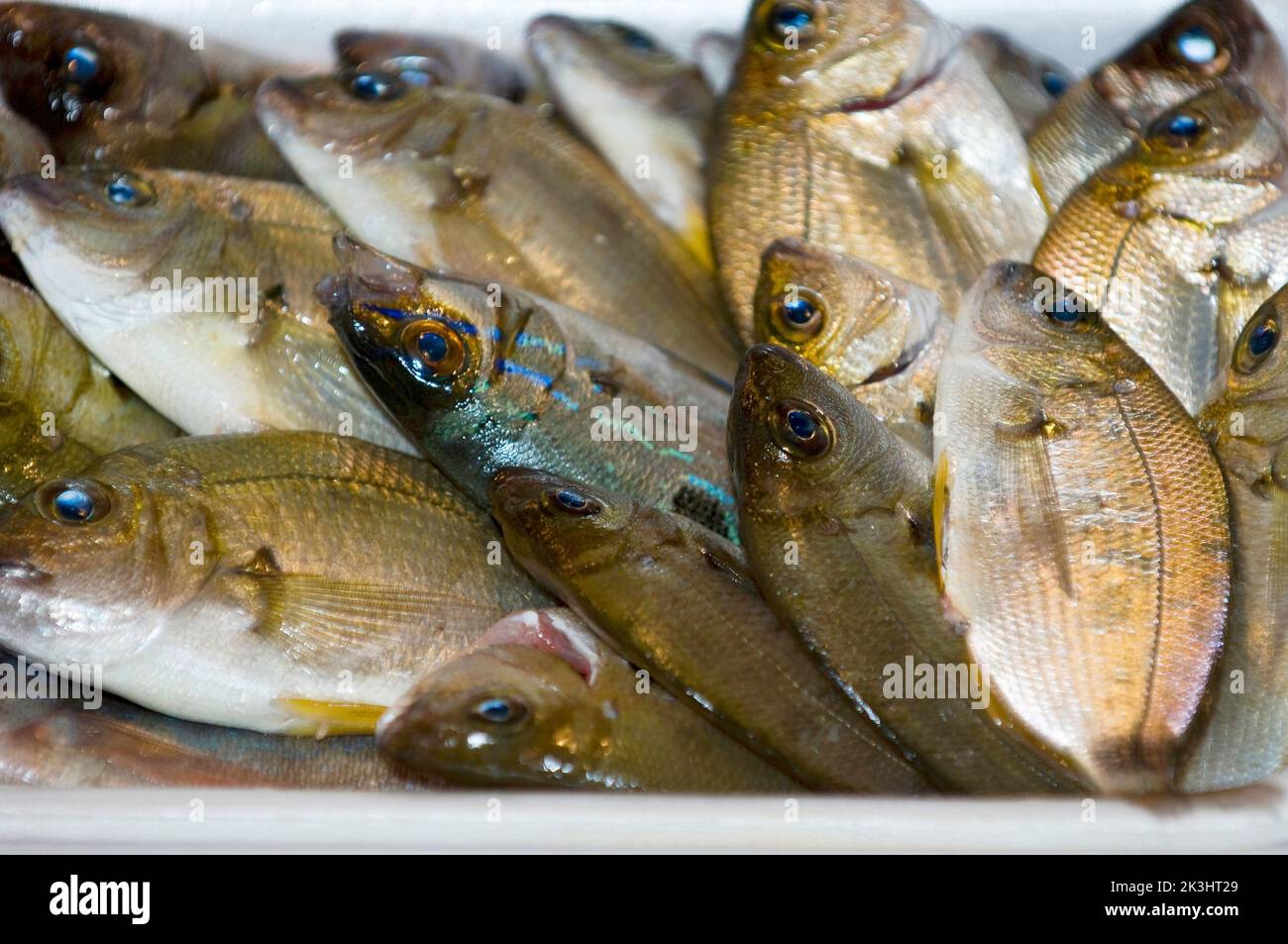 Sparlotta o Sparaglione, Brasse Annularis, fam Sparidi, Frash Fische, Fische fangen, Sardinien, Italien Stockfoto