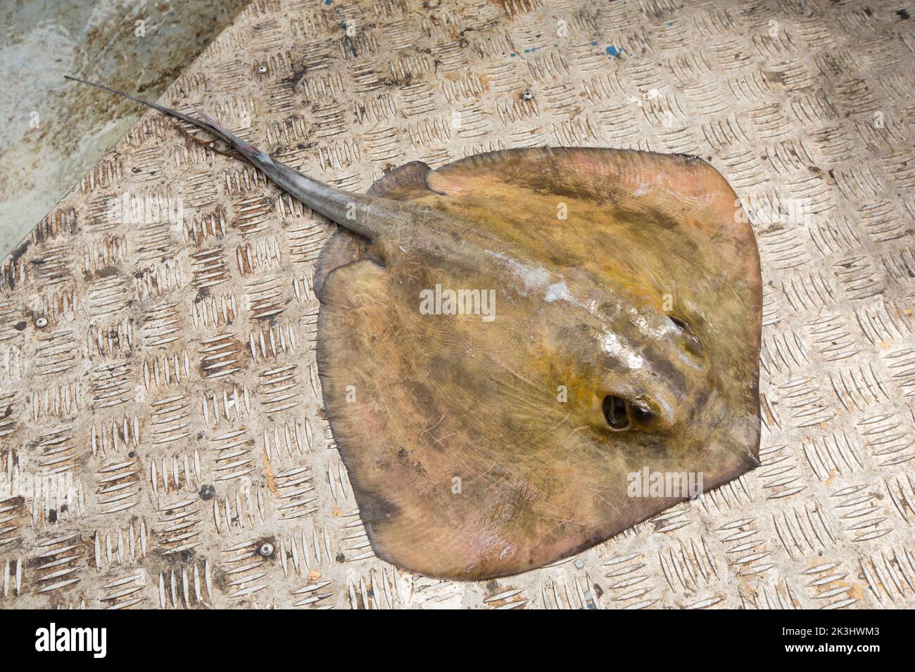 Ein Stachelrochen, Dasyatis pastinaca, auf dem Deck eines Fischerbootes, bevor er freigelassen wurde. Stachelrochen besitzen einen giftigen, Stachel- oder Harpune auf Th Stockfoto