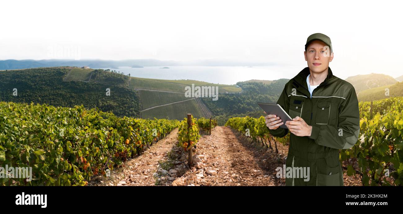 Landwirt mit digitalem Tablet auf dem Hintergrund eines Weinbergs. Smart Farming und digitales Agrarkonzept Stockfoto