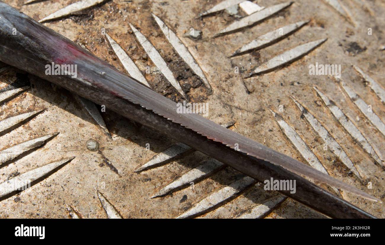 Ein Stachelrochen, Dasyatis pastinaca, auf dem Deck eines Fischerbootes, bevor er freigelassen wurde. Stachelrochen besitzen einen giftigen, Stachel- oder Harpune auf Th Stockfoto