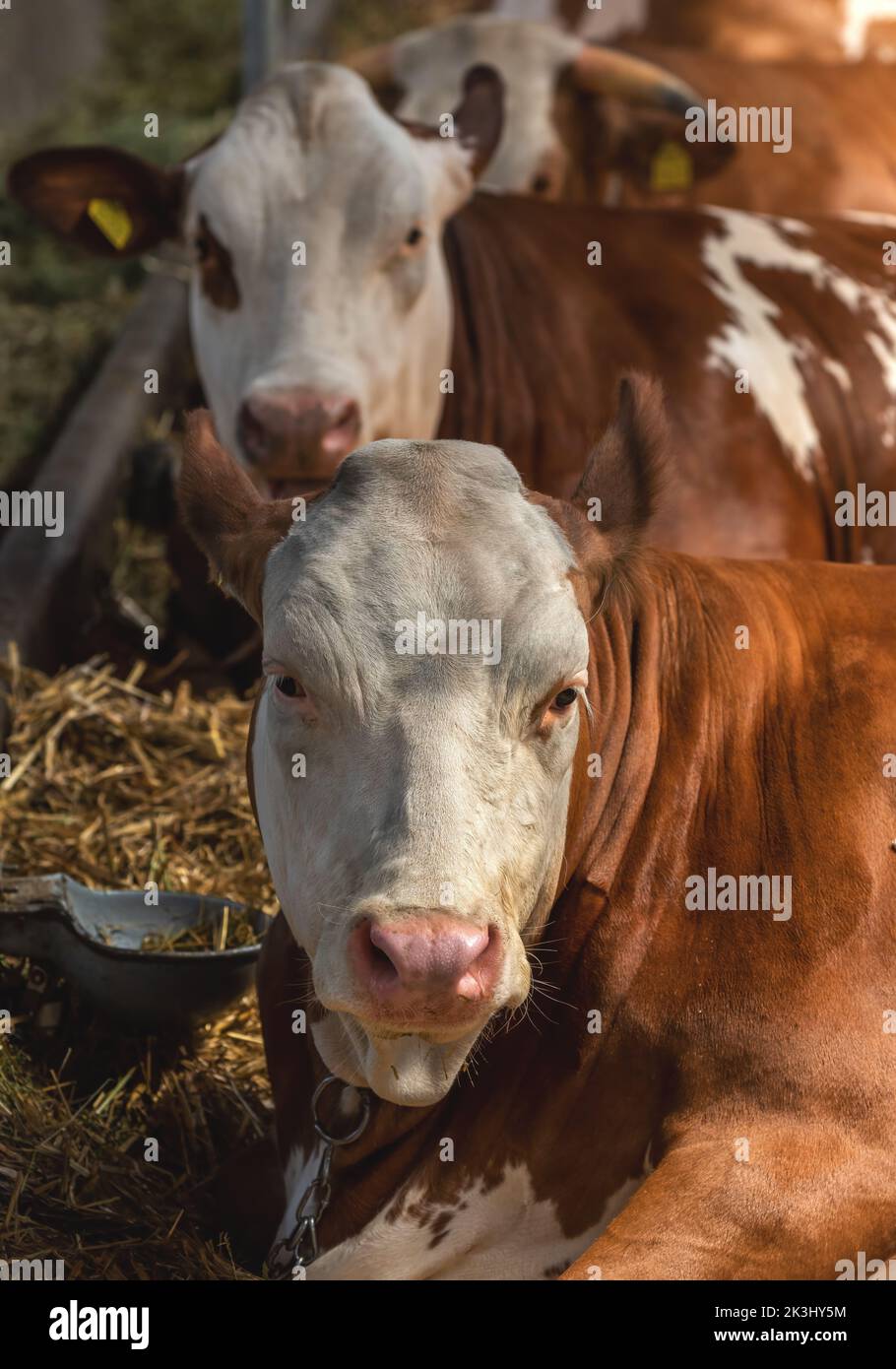 Holstein-Friesische Rinder auf Milchviehbetrieb bekannt für hohe Milchproduktion, selektiver Fokus Stockfoto