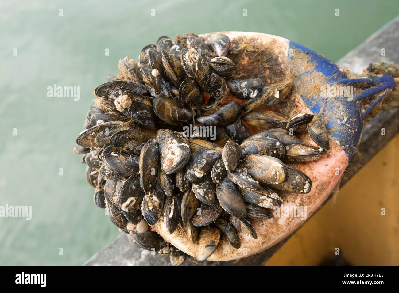 Muscheln, Mytilus edulis, die sich an einer alten Boje befestigt haben. Dorset, englischer Kanal, Egland, GB Stockfoto