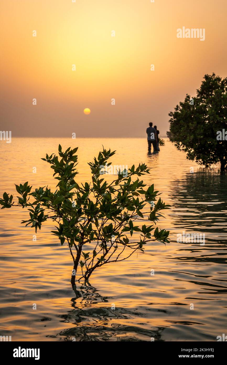 Wunderschöne goldene Stunde von Umm Al Quwain Sümpfen, VAE Stockfoto