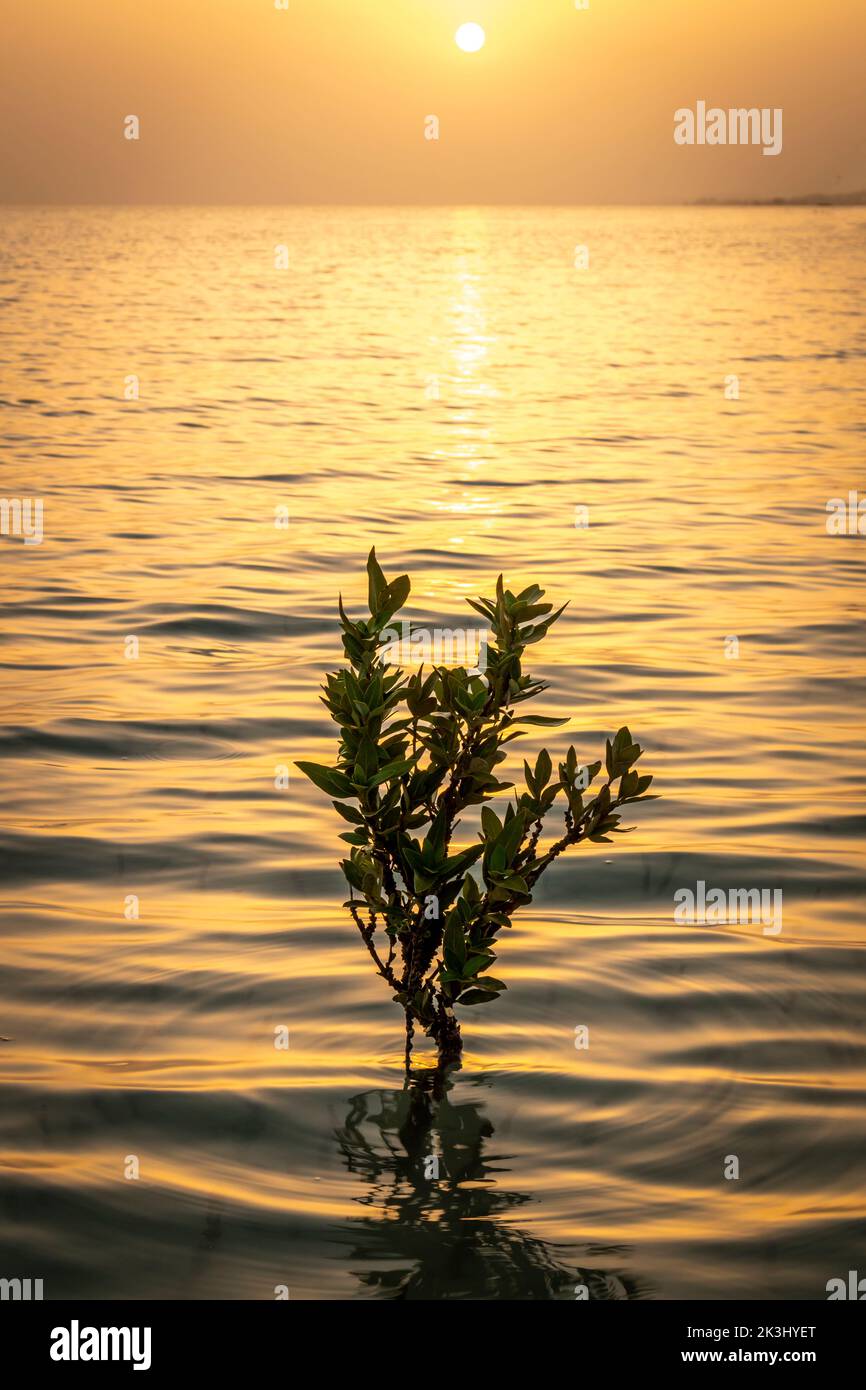 Wunderschöne goldene Stunde von Umm Al Quwain Sümpfen, VAE Stockfoto