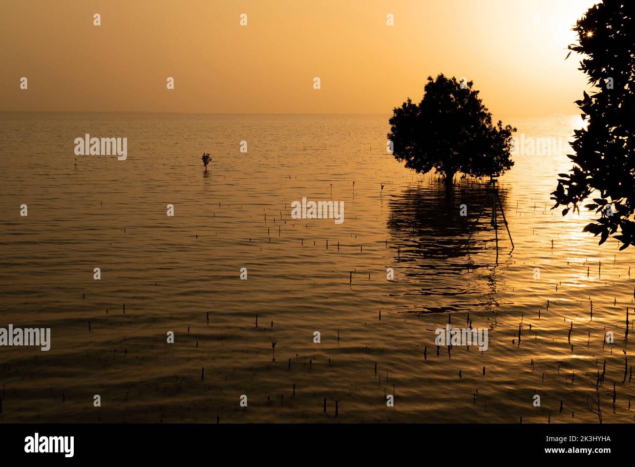 Wunderschöne goldene Stunde von Umm Al Quwain Sümpfen, VAE Stockfoto