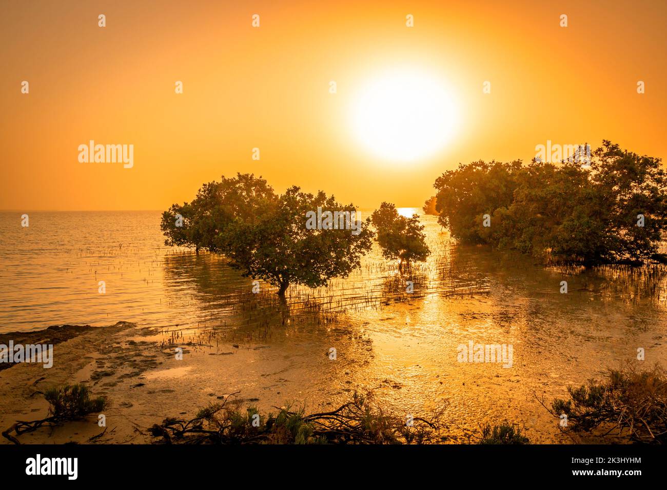 Wunderschöne goldene Stunde von Umm Al Quwain Sümpfen, VAE Stockfoto