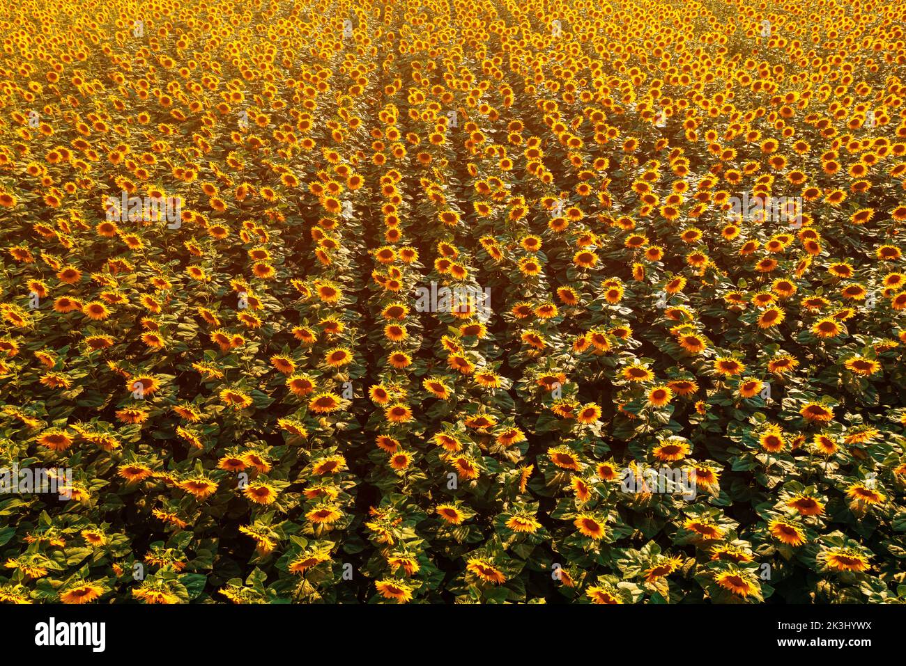 Luftaufnahme des blühenden Sonnenblumenfeldes im Sommer bei Sonnenuntergang von Drohne pov, Hochwinkel-Ansicht Stockfoto