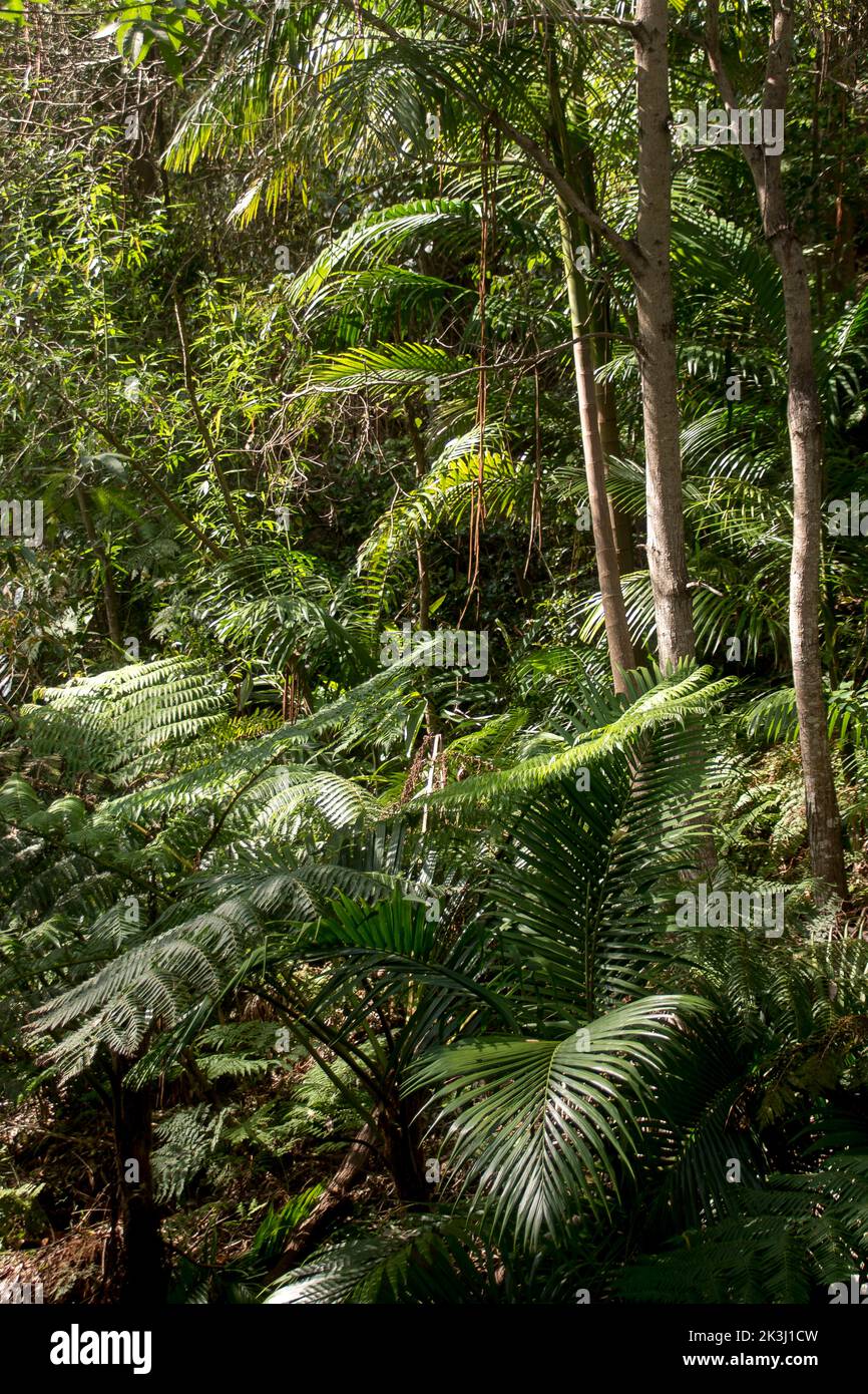 Untergeschichte des subtropischen Regenwaldes im Flachland, Queensland, Australien. Grüne Wedel von Bangalow Palmen, Archontophoenix cunninghamiana, Piccabeen. Stockfoto