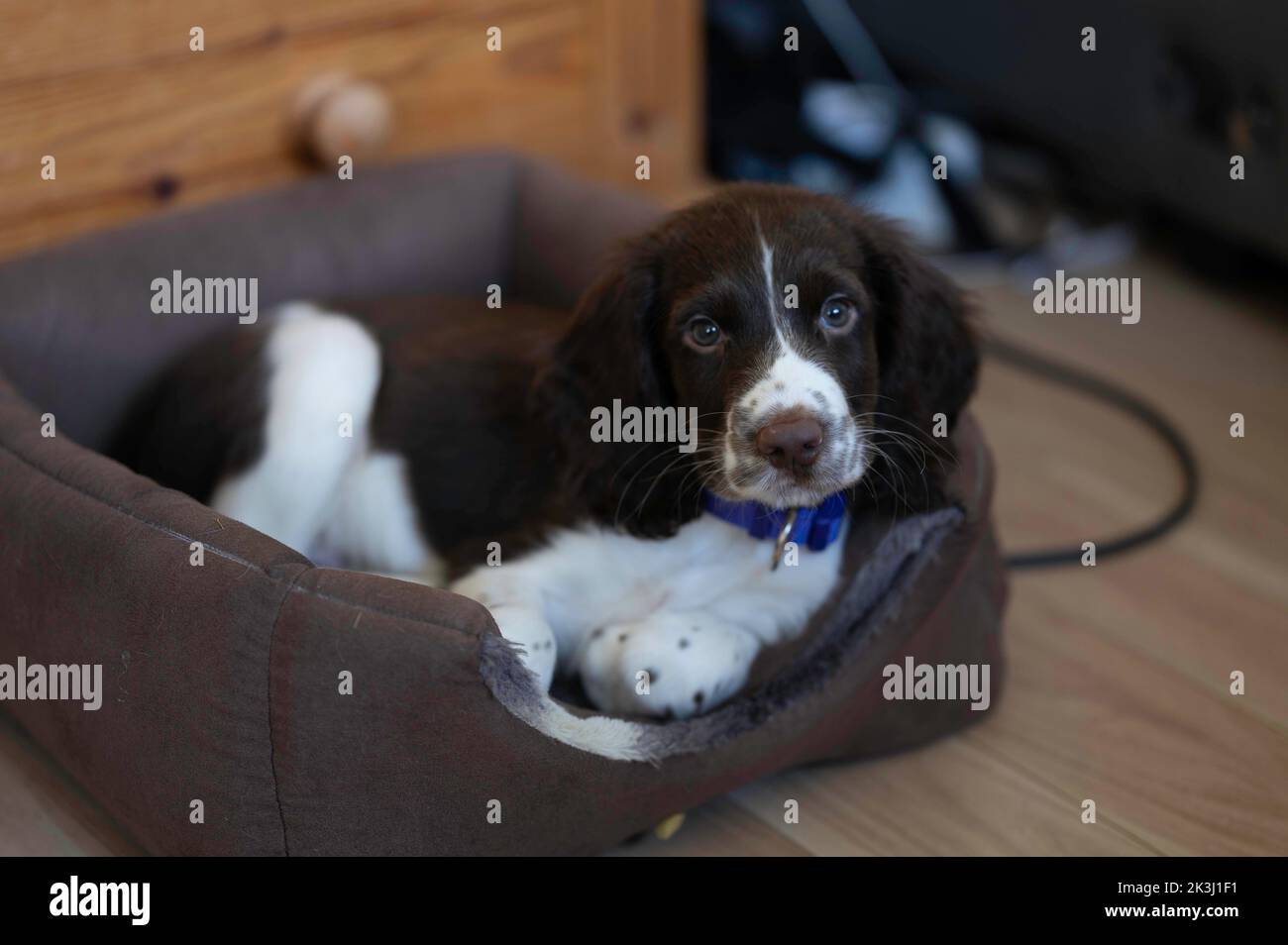 Springer Spaniel Welpen Stockfoto
