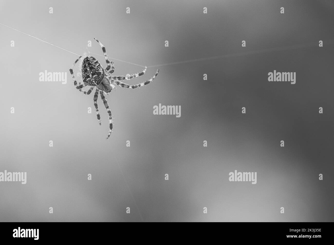 Kreuzspinne in schwarz-weiß geschossen, kriechend auf einem Spinnfaden. Unscharfer Hintergrund. Ein nützlicher Jäger unter Insekten. Arachnid. Tierfoto aus dem Stockfoto
