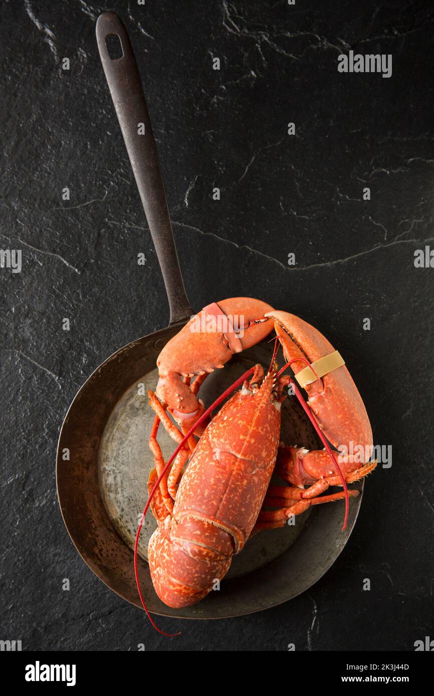Ein gekochter Hummer, Homarus gammarus, in einer alten Metallpfanne. Schwarzer Hintergrund. Dorset England GB Stockfoto