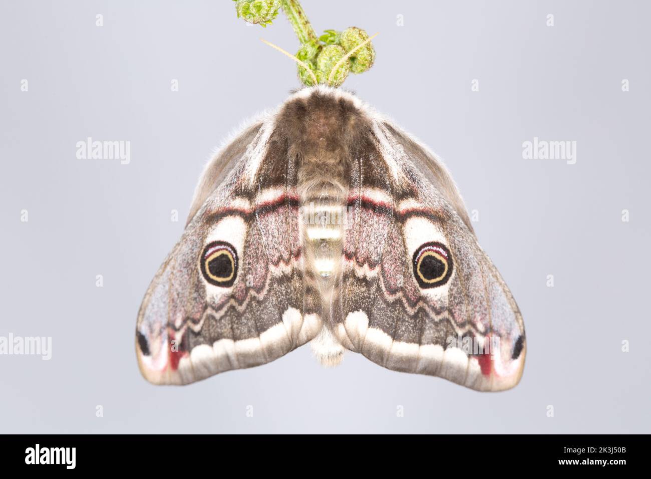 Eine Kaisermotte, Saturnia pavonia, fotografiert in einem Studio, das vor der Veröffentlichung auf einer brackenen Fondine ruhte. Blasser Hintergrund. Dorset England GB Stockfoto