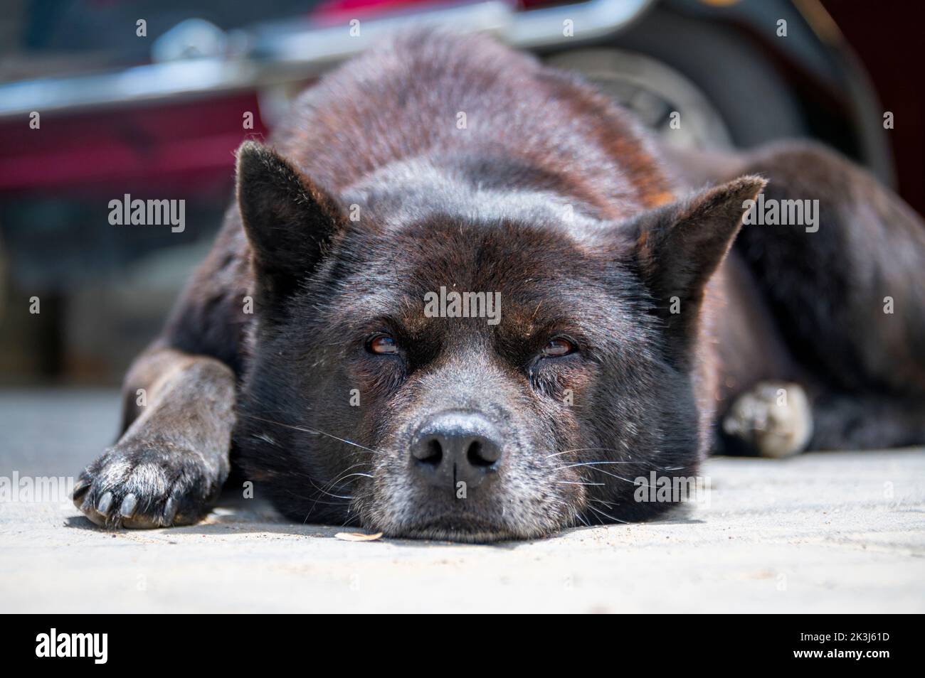 Der lokale Hund im ländlichen China -- der chinesische Pastoralhund Stockfoto