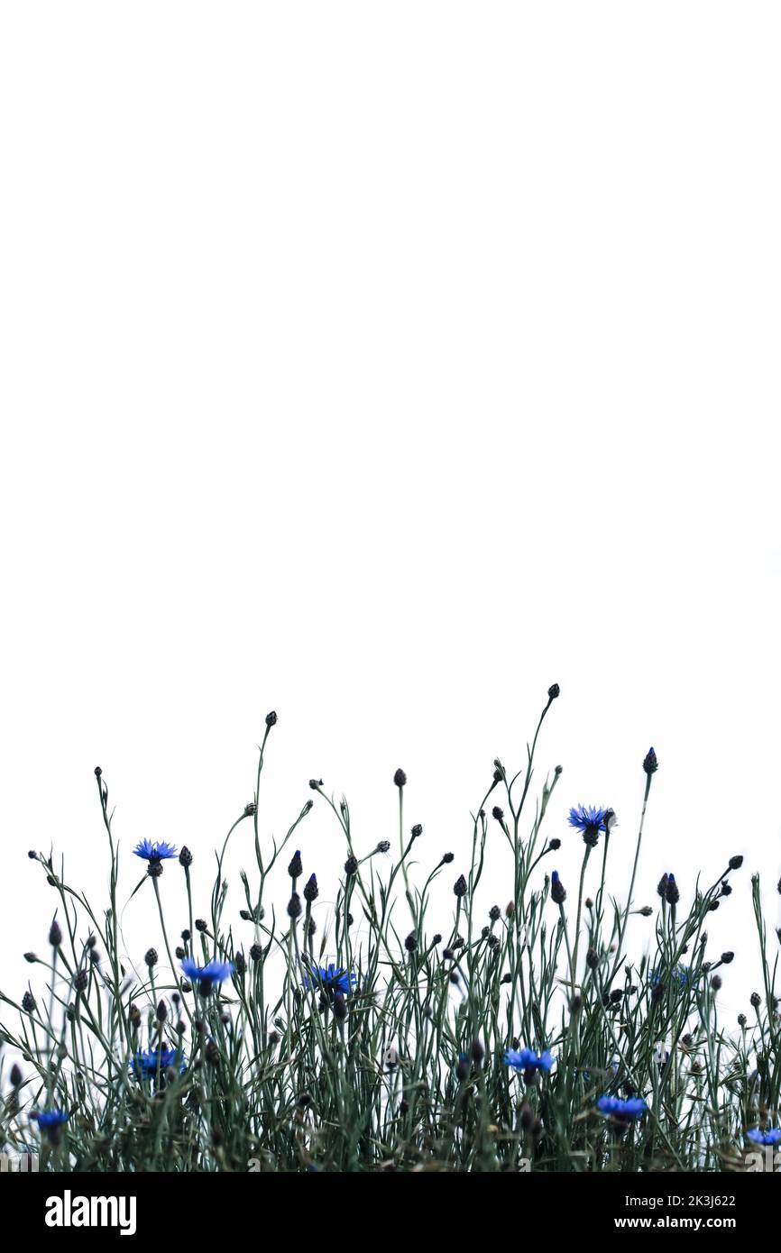 Ein minimalistisches Bild von Kornblumen, weißem Hintergrund, negativem Raum, Kopierraum, Drittel-Regel Stockfoto