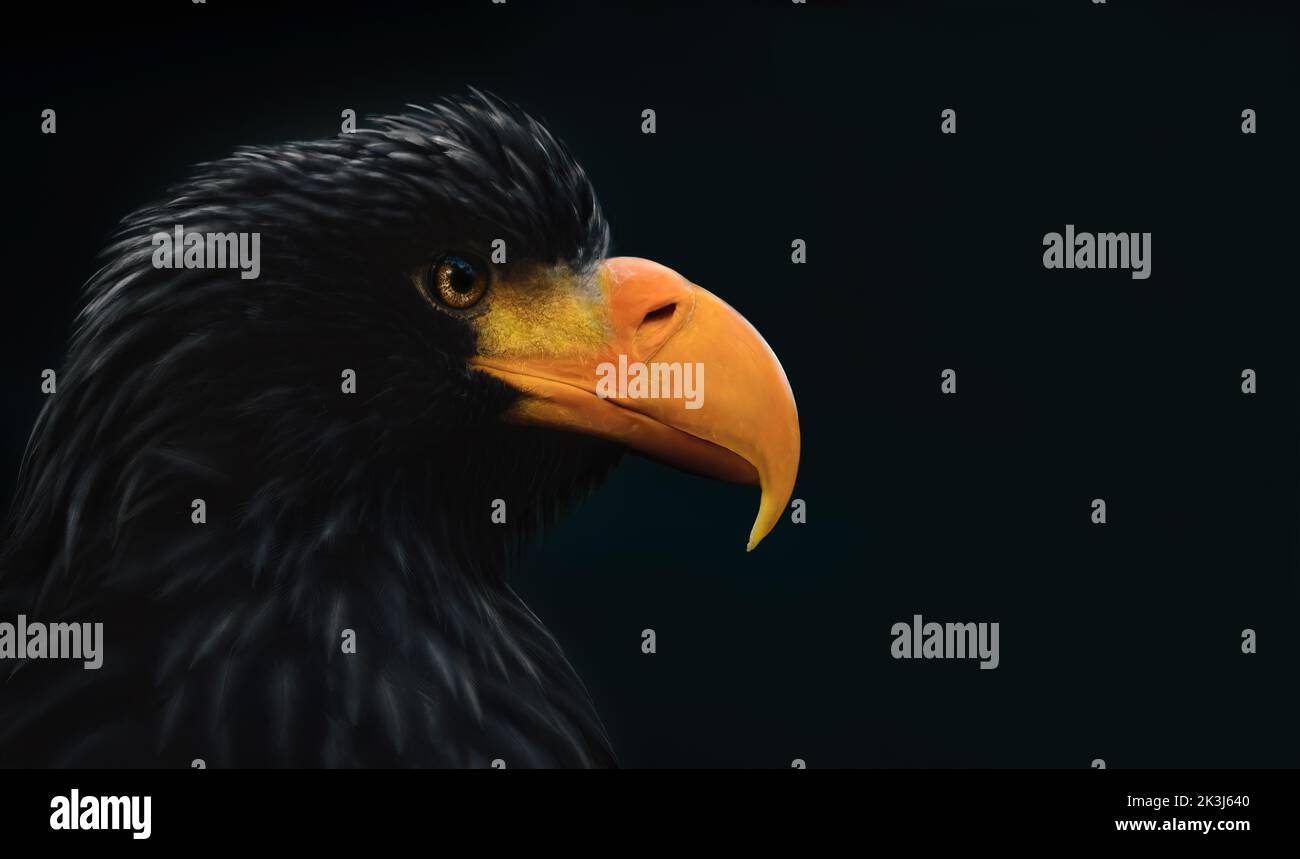 Ein Potrait von der Seite eines Steller's Seeadlers ( Pazifischer Seeadler ), dunkle Stimmung, dunkelgrüner Hintergrund, Kopierraum, negativer Raum, Horizontal, große Stockfoto