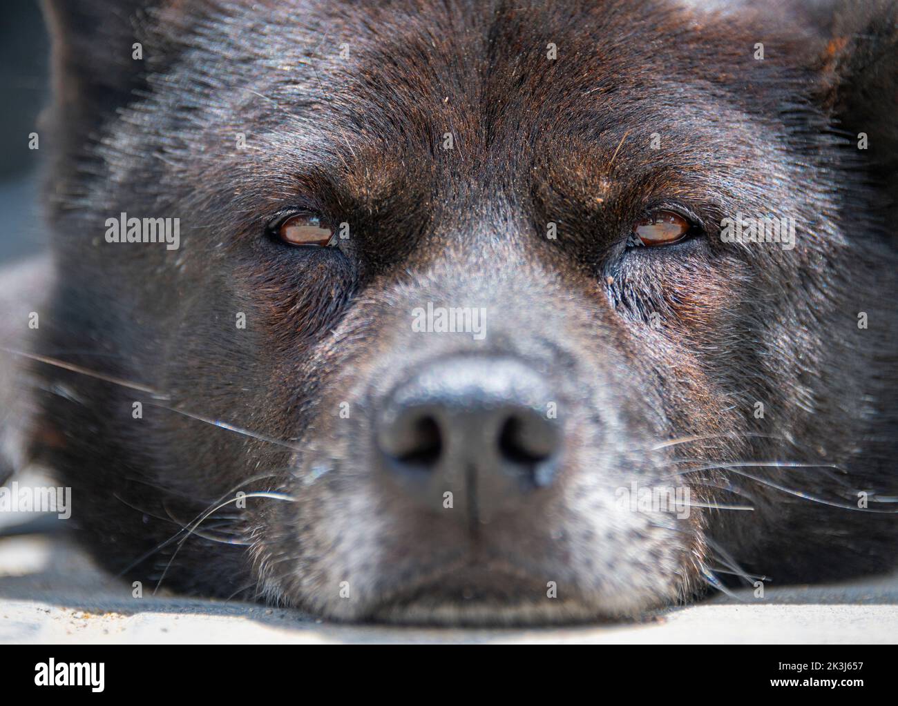 Der lokale Hund im ländlichen China -- der chinesische Pastoralhund Stockfoto