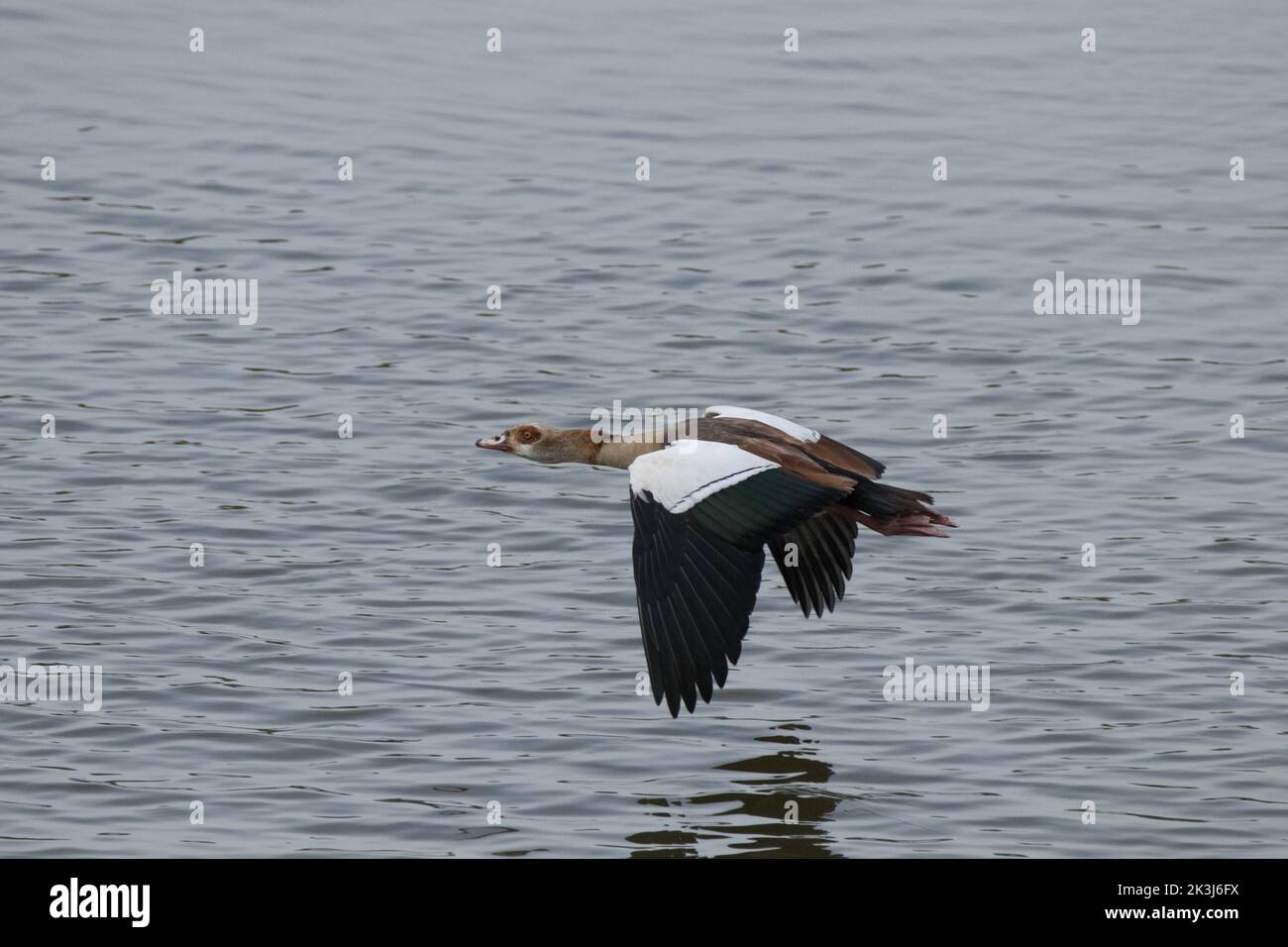 Ägyptische Gans [Alopochen aegyptiaca] Stockfoto