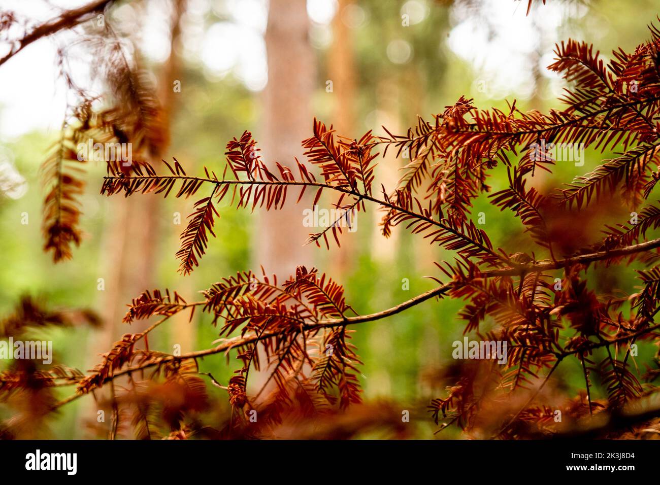 Braune Blätter gehen in den Wald Stockfoto