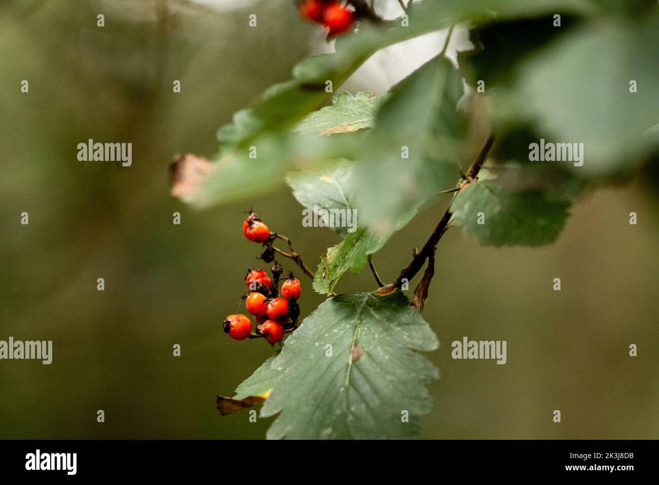 Rote Rowan-Beeren im Herbst Stockfoto
