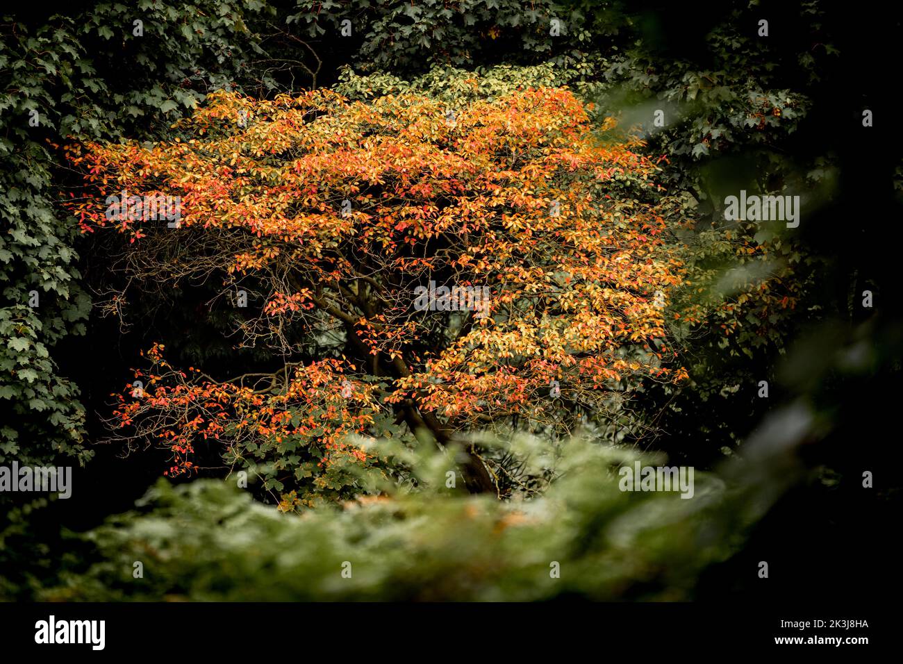 Herbstbaum geht in den Wald Stockfoto