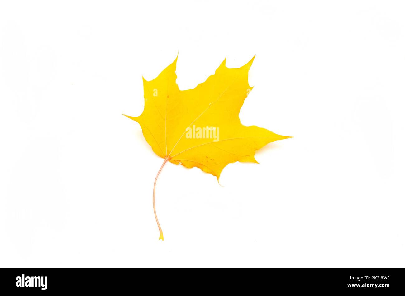 Ein gelbes Herbstblatt isoliert auf weißem Hintergrund Stockfoto