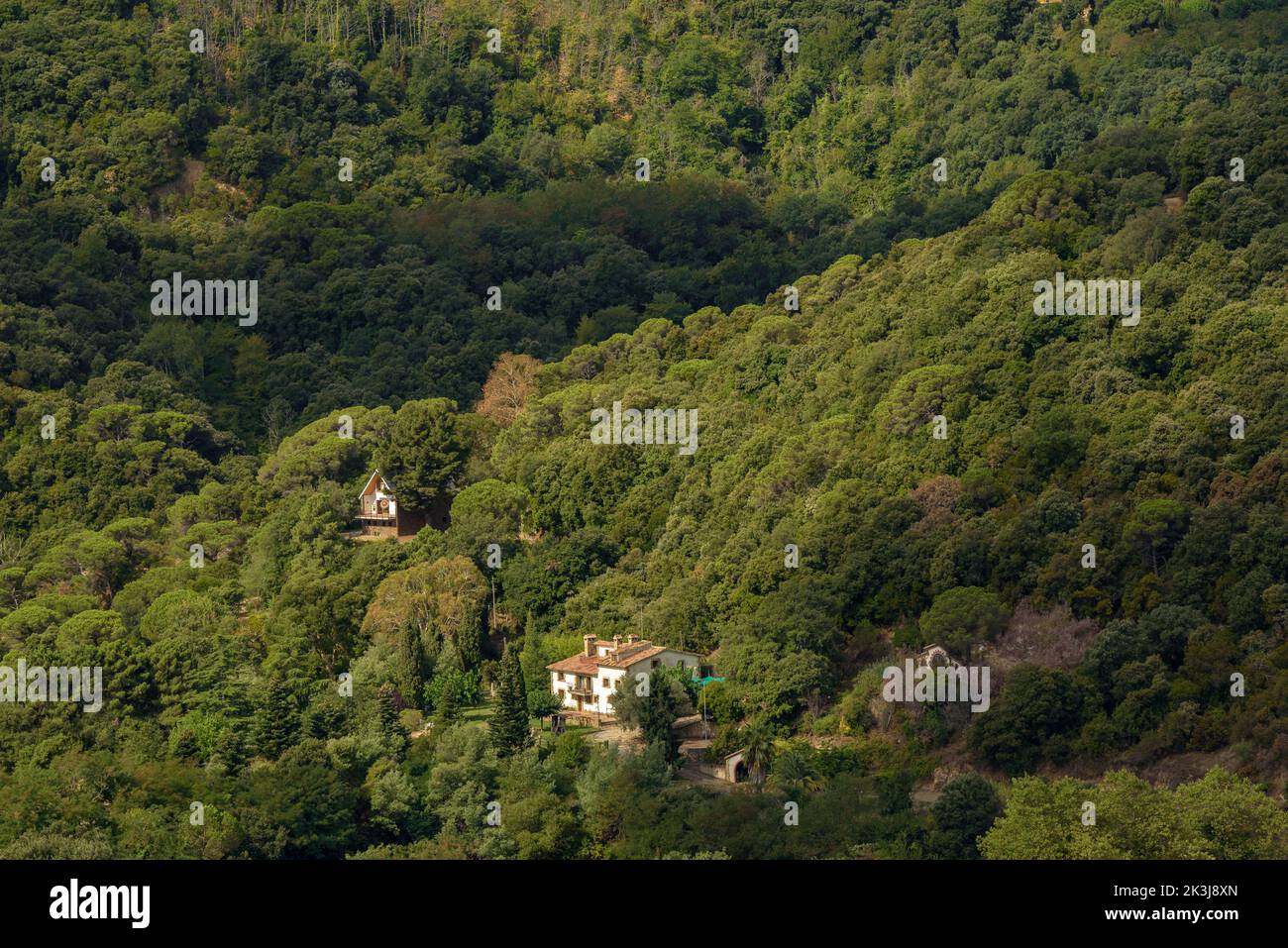 Häuser umgeben vom Montnegre Wald, von Hortsavinyà aus gesehen (Tordera, Maresme, Barcelona, Katalonien, Spanien) ESP: Casas rodeadas por el bosque Stockfoto