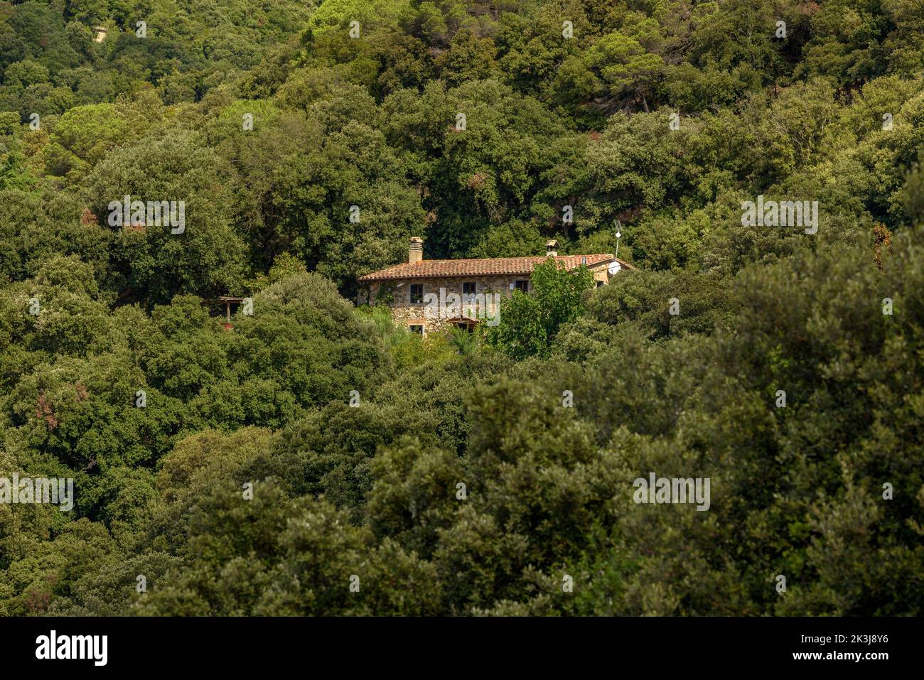 Häuser umgeben vom Montnegre Wald, von Hortsavinyà aus gesehen (Tordera, Maresme, Barcelona, Katalonien, Spanien) ESP: Casas rodeadas por el bosque Stockfoto