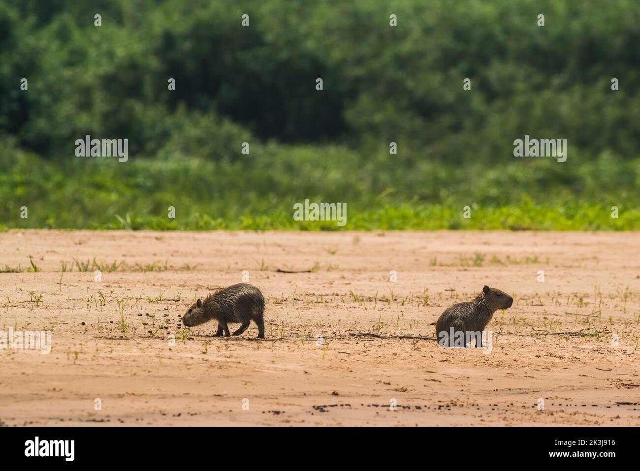 Hydrochoerus hydrochaeris.Mato Grosso Brasilien Stockfoto