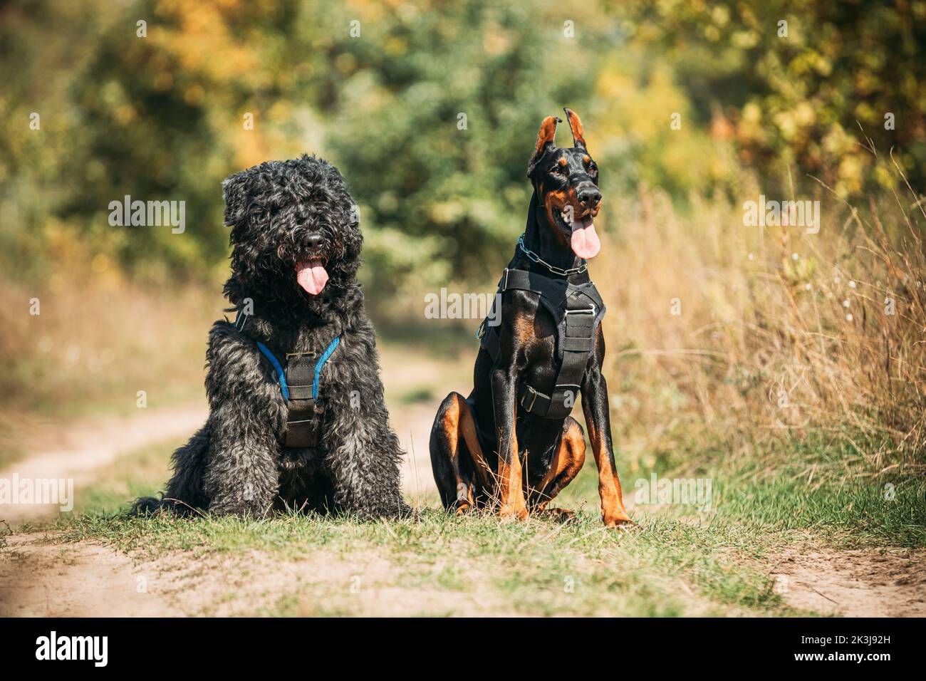 Schöner Dobermann Hund und Bouvier des Flandres Hund lustig zusammen sitzen im Freien auf Landstraße im Herbst Tag. Lustiges Bouvier des Flandres Stockfoto