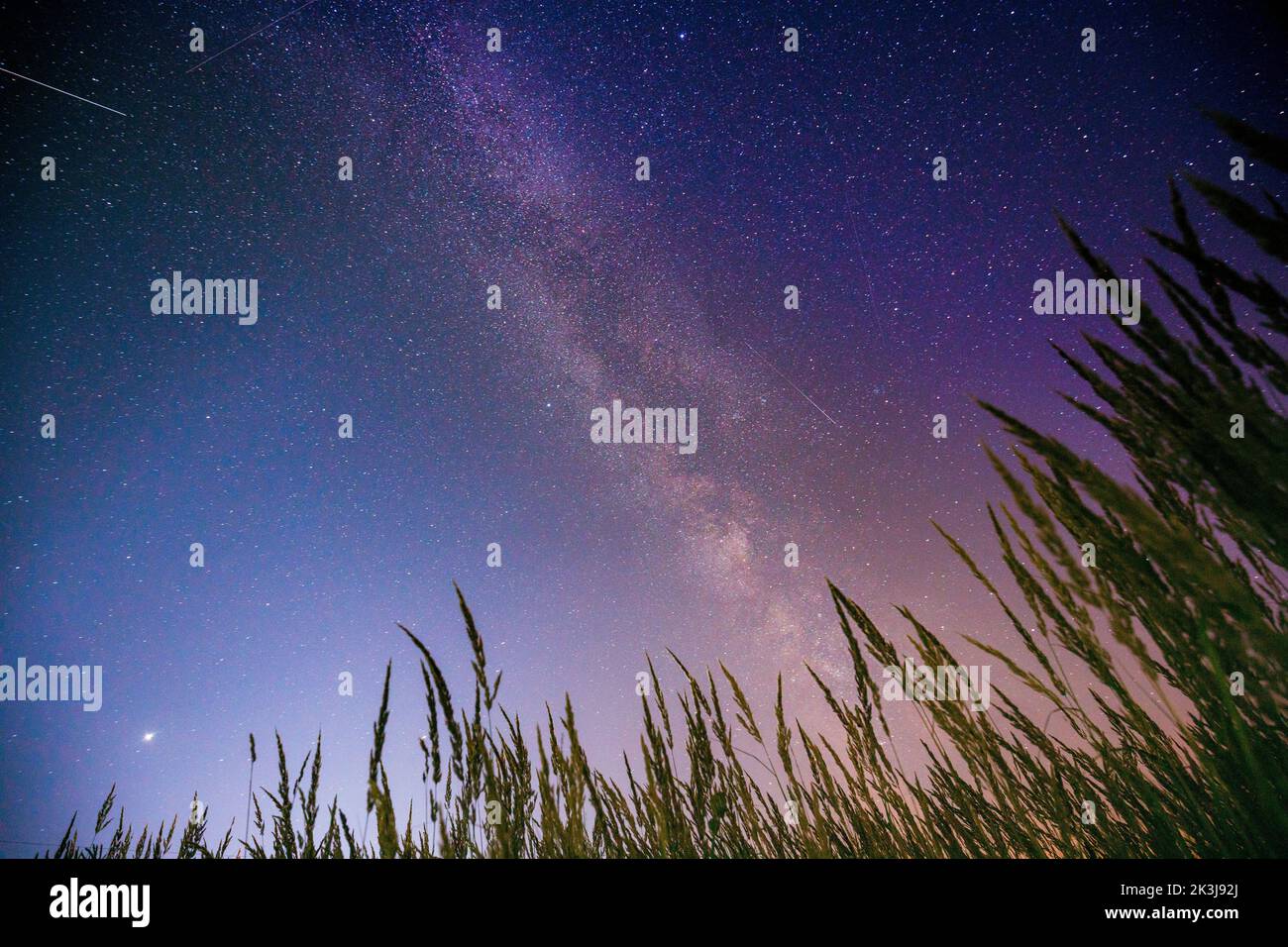Unterer Blick auf den nächtlichen Sternenhimmel von grünem Gras in der Sommersaison. Nachtsterne über der Wiese im august-Monat Stockfoto