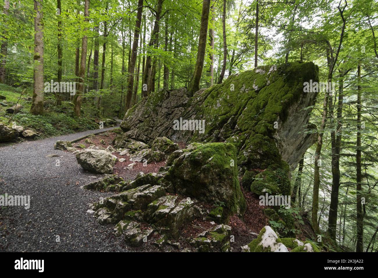 Wanderweg mit moosbedecktem Fels an der Rappenlochschlucht bei Dornbirn, Österreich Stockfoto