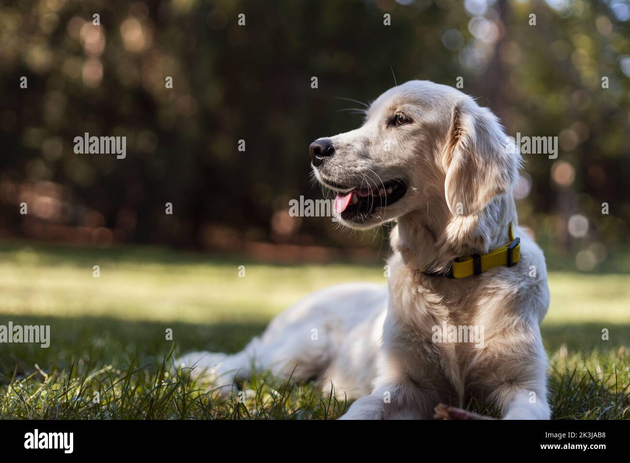 Glücklicher Golden Retriever Hund, der in einem Gras liegt und seine Zunge heraushängt Stockfoto