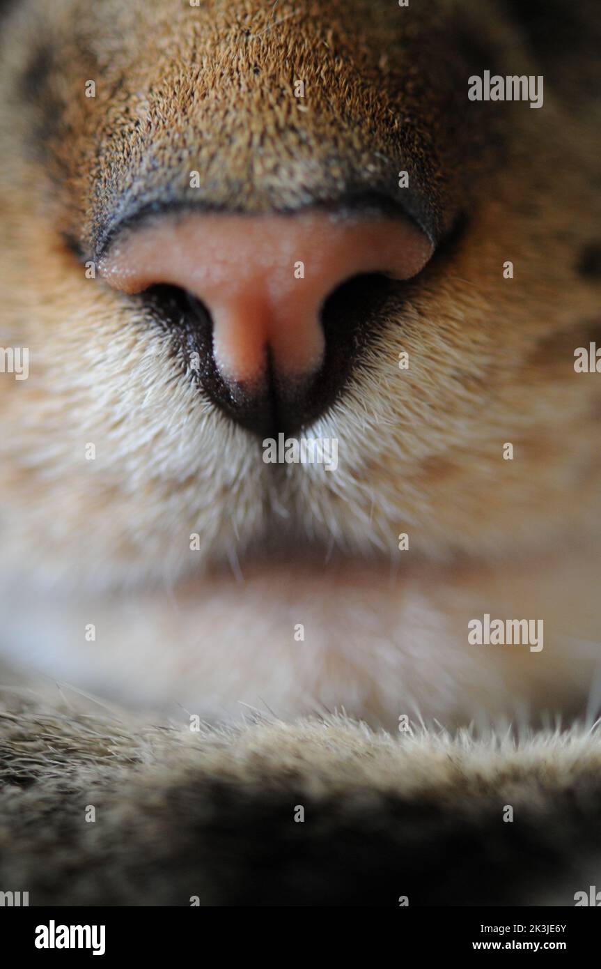 Nahaufnahme der Makrofotografie des schönen tabby Bengalen Katzengesichts. Große hellgrüne Augen. Stockfoto