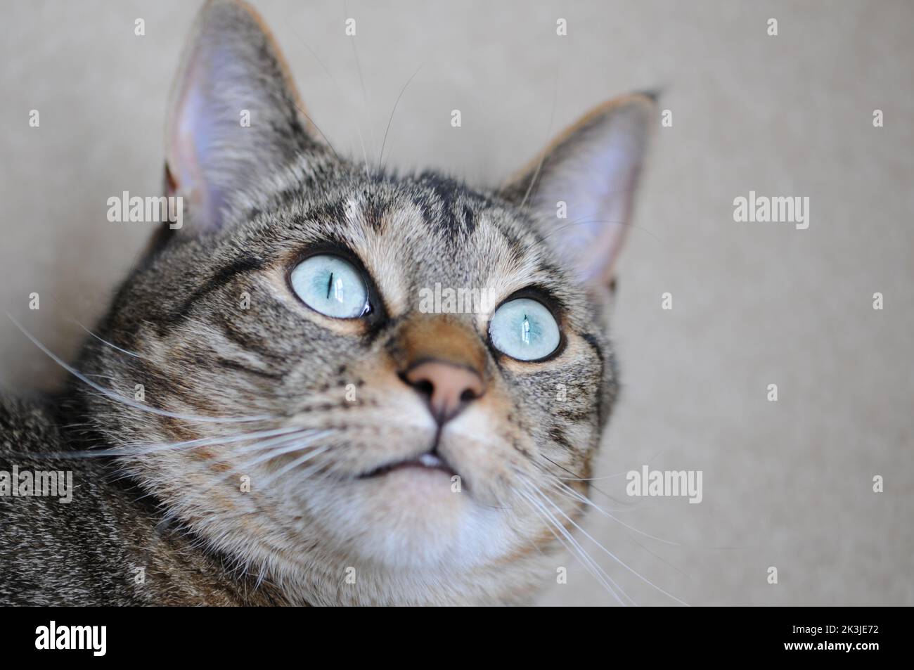 Nahaufnahme der Makrofotografie des schönen tabby Bengalen Katzengesichts. Große hellgrüne Augen. Stockfoto