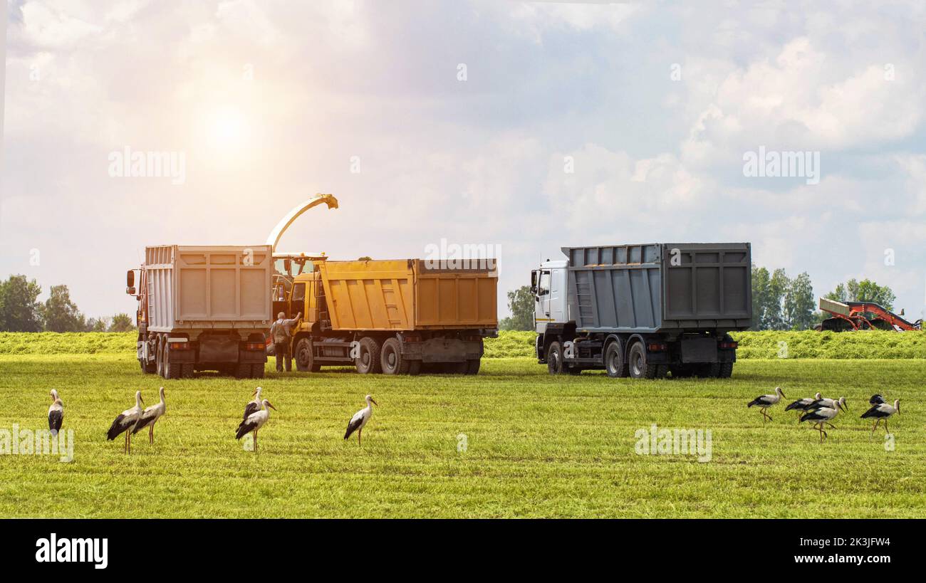 Reinigung von Grüngras, Silage von Feldern und Entfernung in Viehfutterwagen. Landmaschinen auf dem Feld im Sommer, viele Störche. Kopie sp Stockfoto