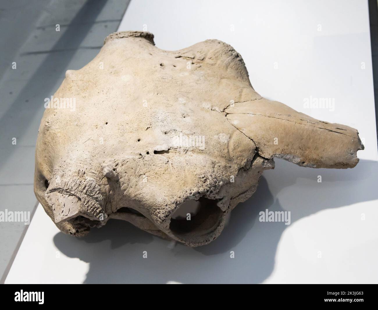 Großer Bisons-Schädel bei Ausgrabungen gefunden, Nahaufnahme Stockfoto