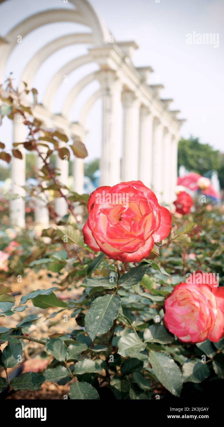 Eine vertikale Aufnahme von malerischen rosa Rosen mit einem schönen dekorativen Gebäude im Hintergrund Stockfoto