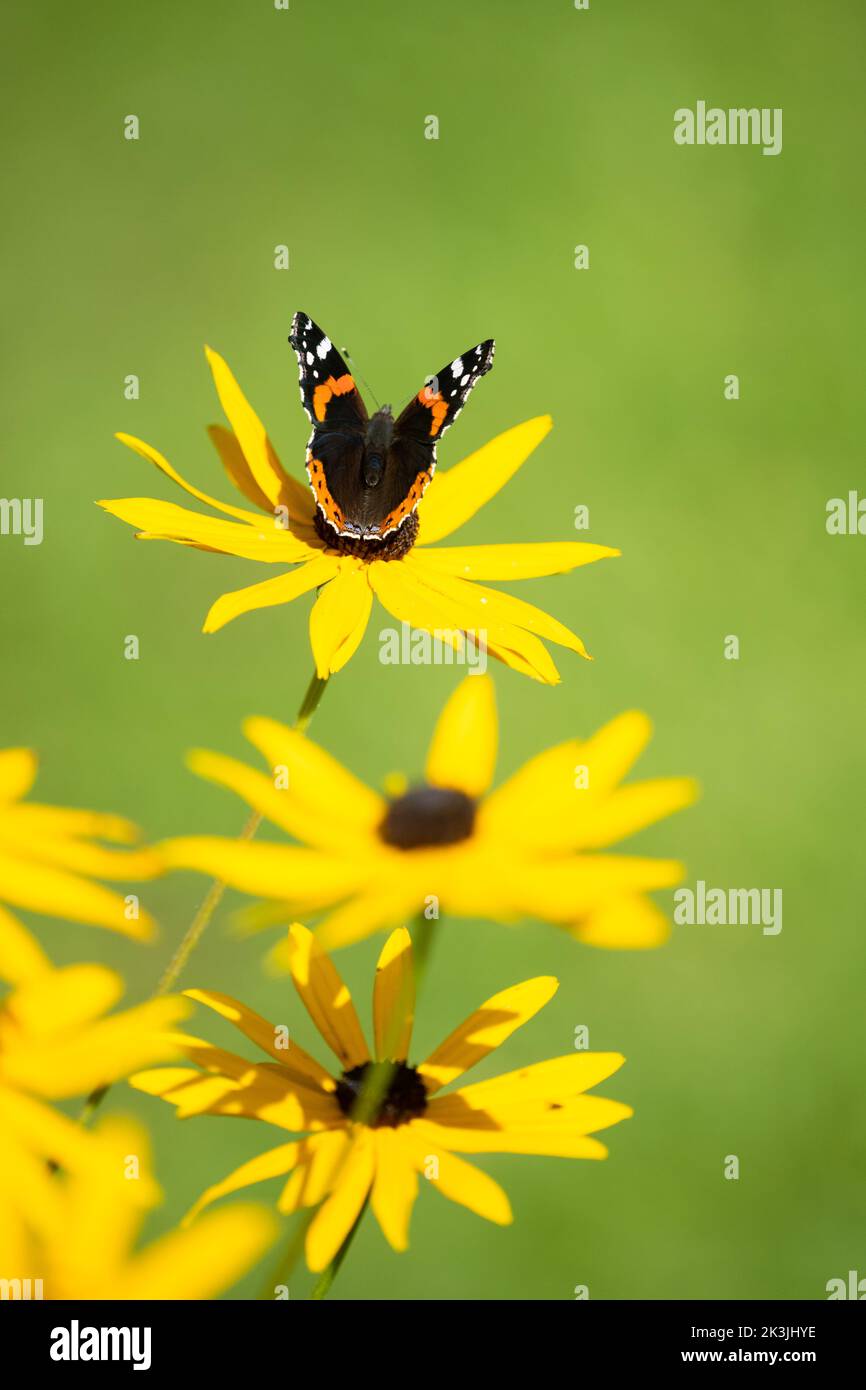 Roter Admiral Schmetterling auf gelben Rudbeckia Blumen im Herbstgarten - UK Stockfoto