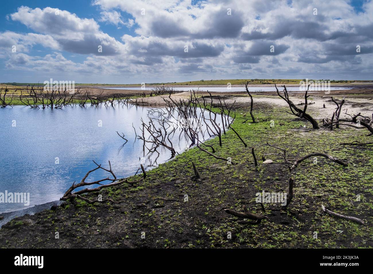 Die Überreste von skelettartigen toten Bäumen in und um einen kleinen künstlichen Teich sind nun im Colliford Lake Reservoir auf Bodmin von schweren Dürrebedingungen ausgesetzt Stockfoto