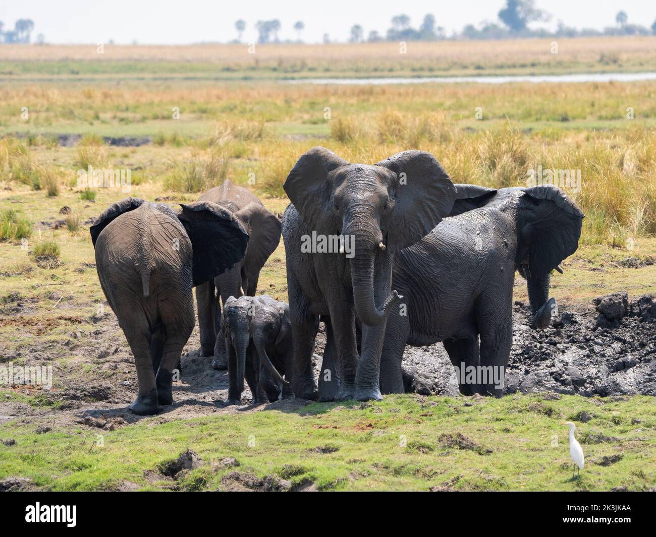 Majestätische Elefantenfamilie an einem Wasserloch im Chobe Nationalpark, Botswana. Stockfoto